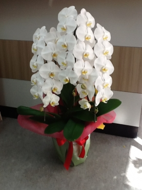 福岡県福岡市博多区の花屋 駅の花屋さんにフラワーギフトはお任せください 当店は 安心と信頼の花キューピット加盟店です 花キューピットタウン
